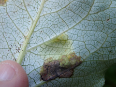 Taphrina populi-salicis