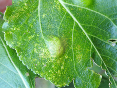 Taphrina populi-salicis