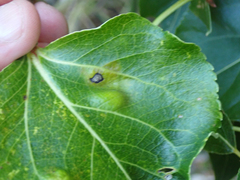 Taphrina populi-salicis