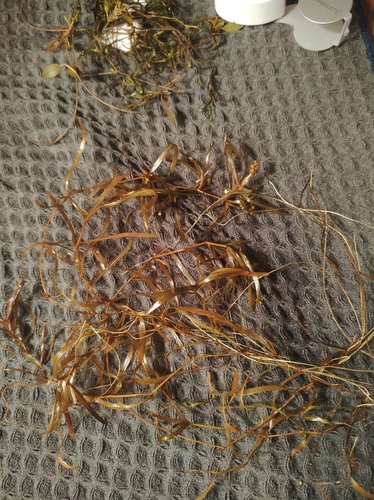 Blunt-leaved pondweed (Potamogeton obtusifolius)