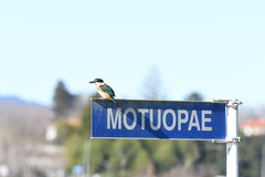 Todiramphus sanctus vagans