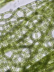 Hydrodictyon reticulatum