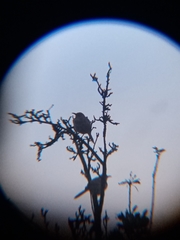 Toxostoma curvirostre