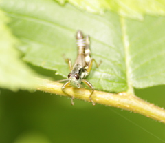 Melanoplus viridipes