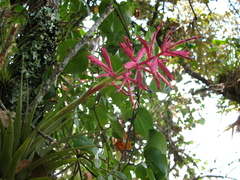 Tillandsia gymnobotrya