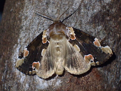 Horithyatira