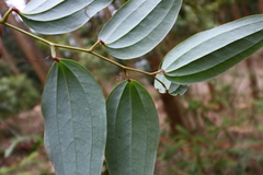 Smilax nantoensis