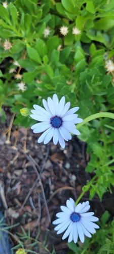 photo of Blue-and-white Daisybush (Dimorphotheca ecklonis)