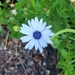 photo of Blue-and-white Daisybush (Dimorphotheca ecklonis)