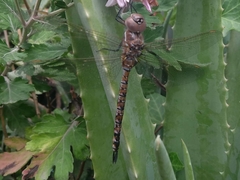 Rhionaeschna jalapensis