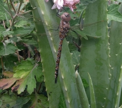 Rhionaeschna jalapensis