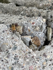 Apis mellifera