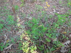 Corydalis curvisiliqua