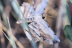 Lytrosis unitaria