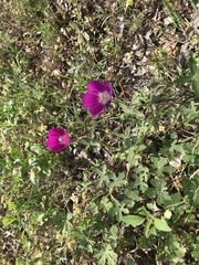 Callirhoe involucrata