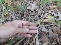 Corydalis curvisiliqua