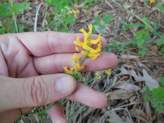 Corydalis curvisiliqua