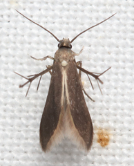 Schreckensteinia erythriella