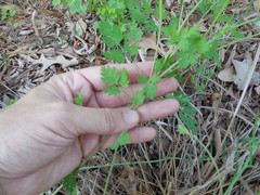 Corydalis curvisiliqua