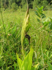 Cypripedium candidum