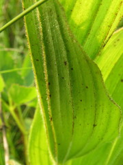 Cypripedium candidum