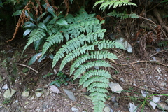Dryopteris paleolata