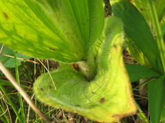 Cypripedium candidum
