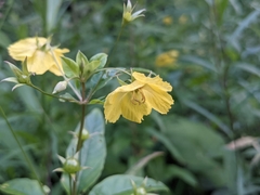 Lysimachia quadriflora