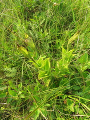 Cypripedium candidum