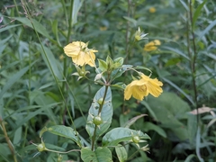 Lysimachia quadriflora