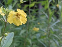 Lysimachia quadriflora