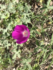 Callirhoe involucrata