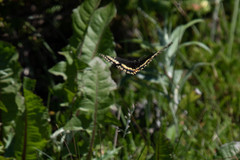 Papilio brevicauda