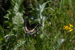 Papilio brevicauda