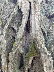 Pyractomena borealis