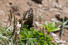 Papilio brevicauda