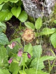 Rugelia nudicaulis