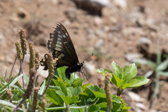 Papilio brevicauda