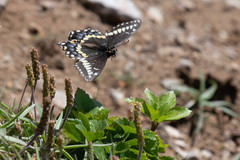 Papilio brevicauda