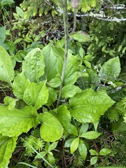 Rugelia nudicaulis