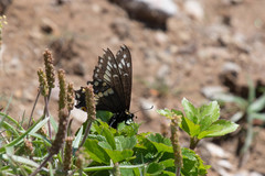 Papilio brevicauda