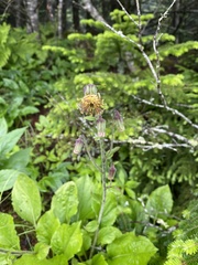 Rugelia nudicaulis
