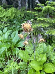Rugelia nudicaulis
