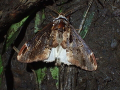 Allodonta maternalis
