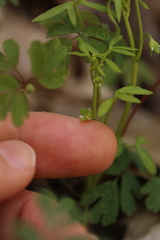 Floerkea proserpinacoides
