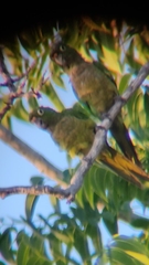 Eupsittula nana