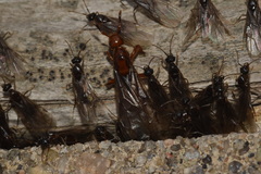 Lasius latipes