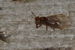 Lasius latipes