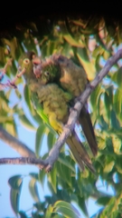 Eupsittula nana