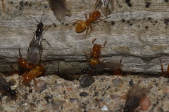 Lasius latipes